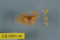 藏品(平背蜞)的圖片